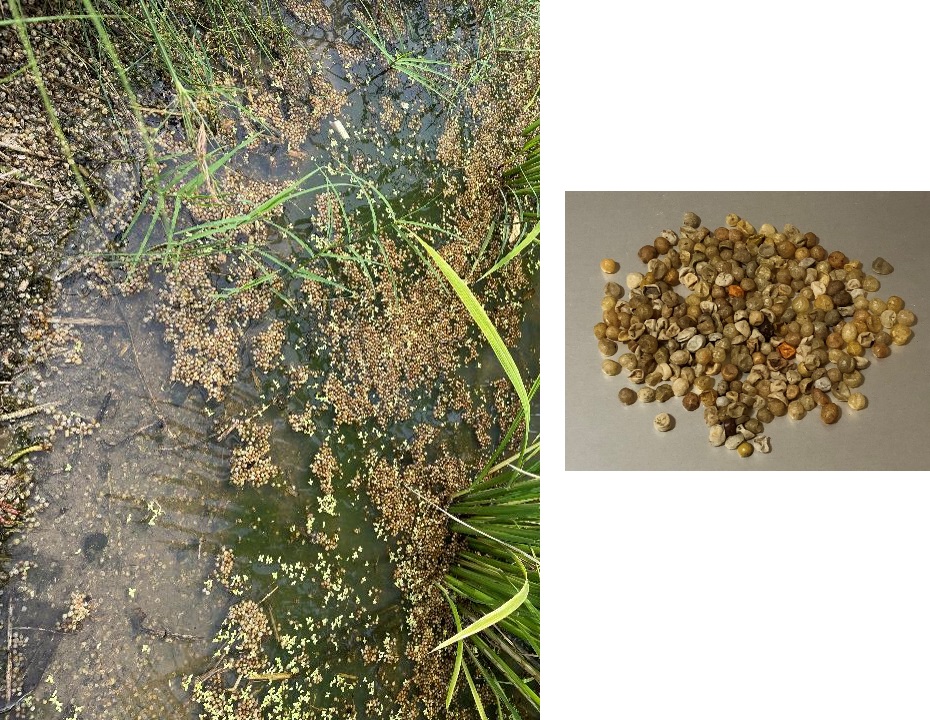 写真　水田の水面を浮遊する徐放性肥料のプラスチック被覆（左）と吉崎海岸で採取された同被覆（右）