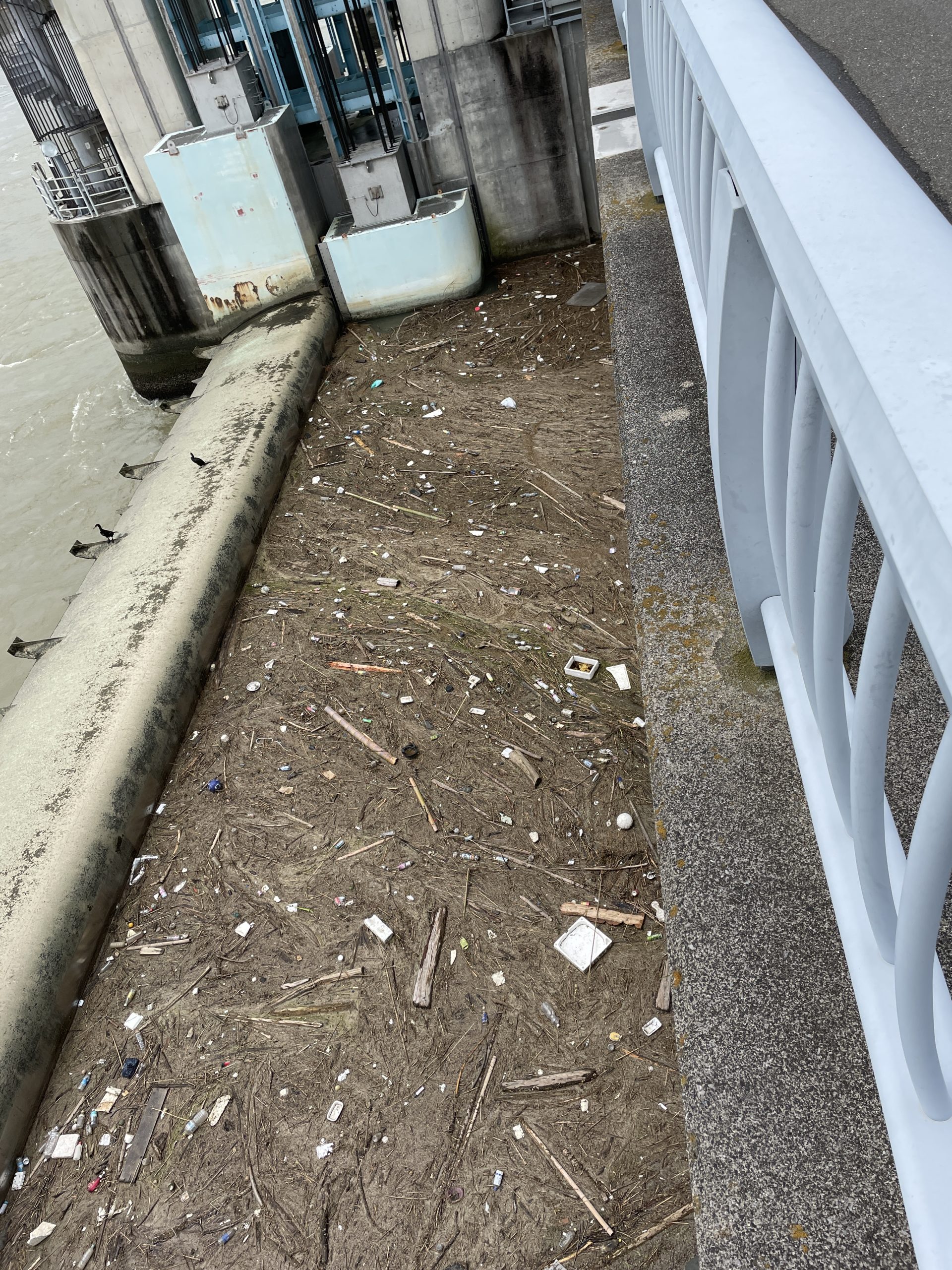 河口堰に溜まったゴミ
