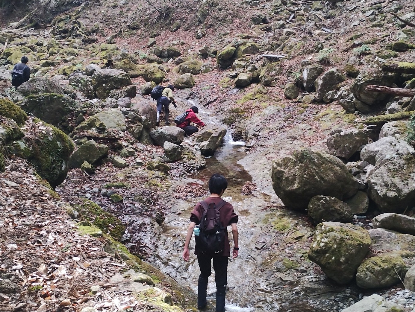 岩がゴロゴロする谷間の渓流に沿って登っていき、流れの緩やかな淵をのぞき込みナガレタゴガエルを探します。2月は繁殖期にあたるため、水中で活動している姿を昼間でも観察することができます