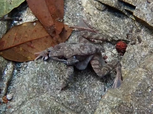 渓流の淵をのぞくとナガレタゴガエルを確認しました。枯れ葉が堆積した淵の大きな岩の近くでじっとしていますが、時折、泳ぎ回るのですぐに見つけることができました。複数の個体が確認され、中には繁殖行動である抱接をしている個体も見られました。