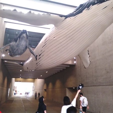 クイーンズランド博物館
